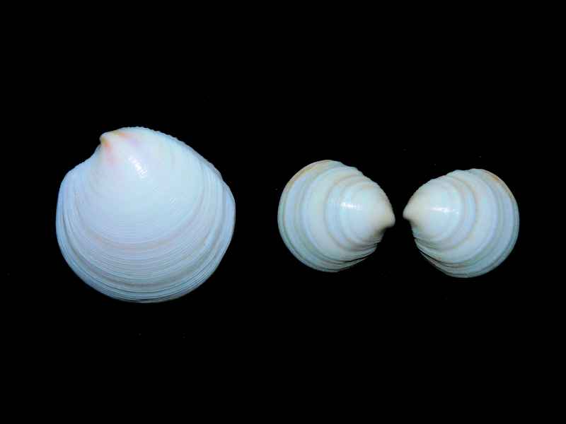 Dosinia alta (2) 26.54mm & 16.69mm.Abu Dhabi Lot#16822 Dosinia alta (2) 26.54mm & 16.69mm.Abu Dhabi Lot#16822