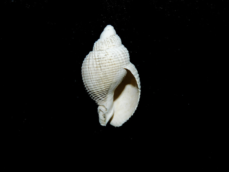 Ptychosalpinx altilis 1 1/8” or 28.12mm."Rare Moore House"17100
