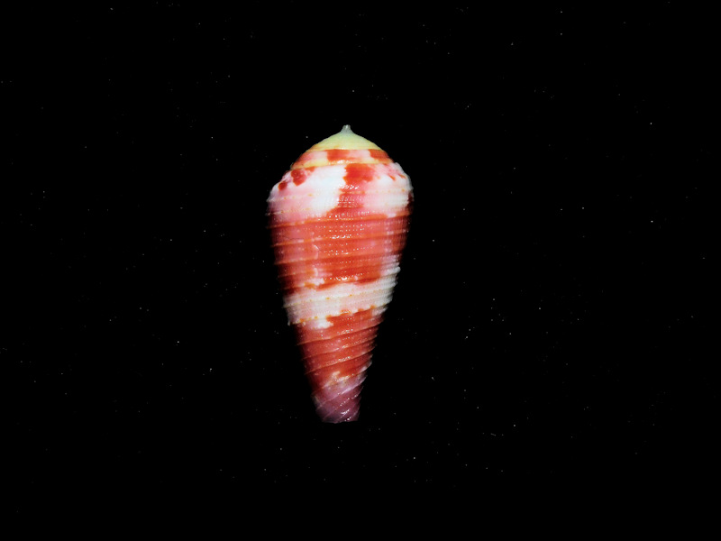 Cone Shells – Rare, Beautiful & Fascinating: 100 Years @FloridaMuseum