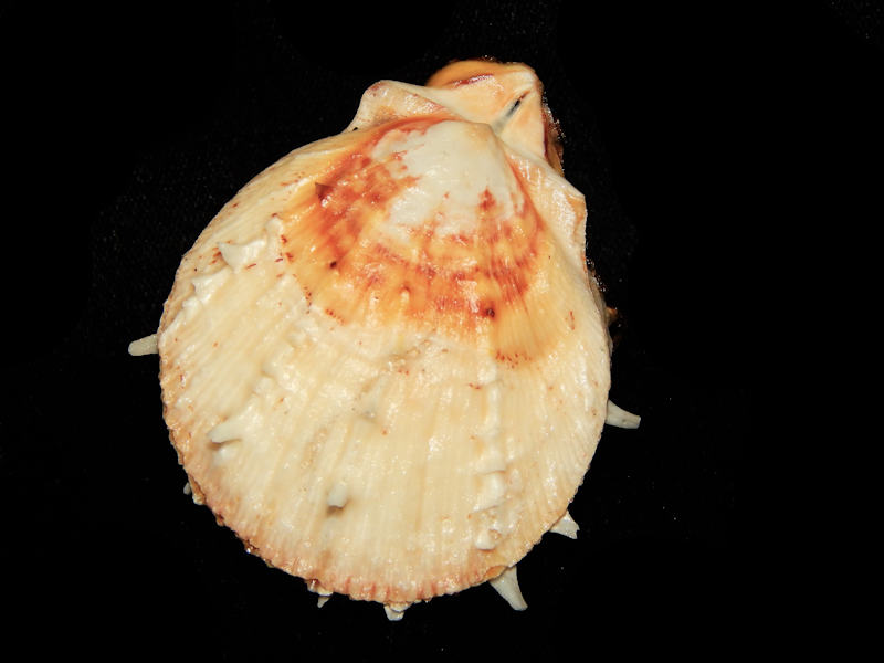 Spondylidae