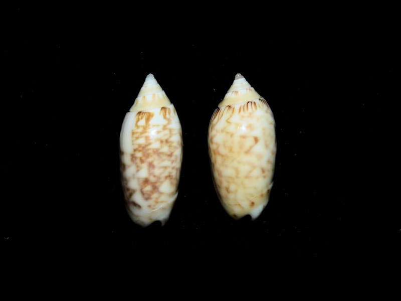 Americoliva reticularis reticularis (2) 27.80mm & 26.67mm #17262
