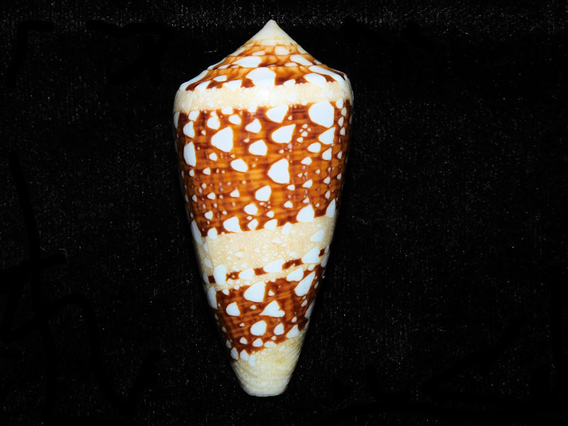 Cylinder ammiralis 2 ¼” or 56.14mm."Tawi Tawi" #700584 Cylinder ammiralis 2 ¼” or 56.14mm."Tawi Tawi" #700584