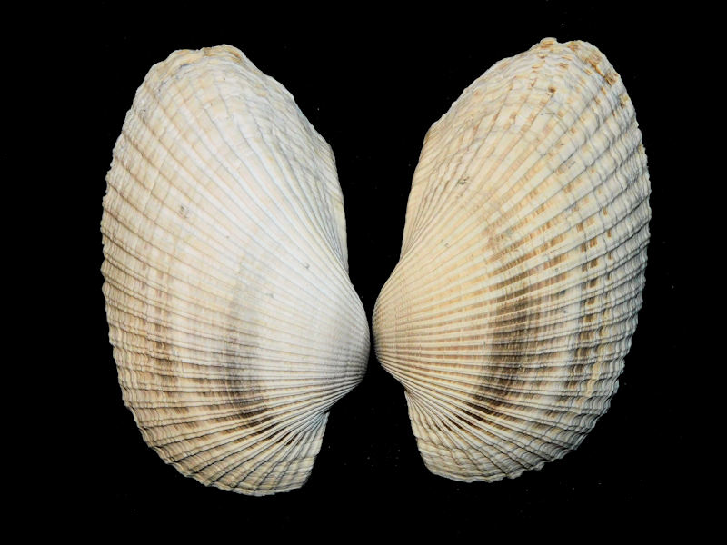 Anadara lienosa 4” or 100.16mm. "Large & a Beauty"#17840 Anadara lienosa 4” or 100.16mm. "Large & a Beauty"#17840