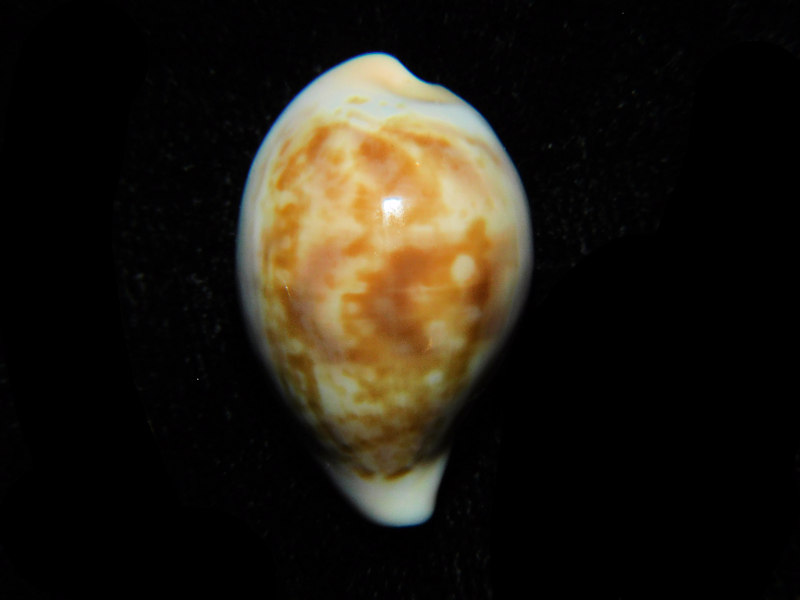 Zonaria angelicae 23.54mm."RARE Specimen" LOT#901221JB (image for) Zonaria angelicae 23.54mm."RARE Specimen" LOT#901221JB