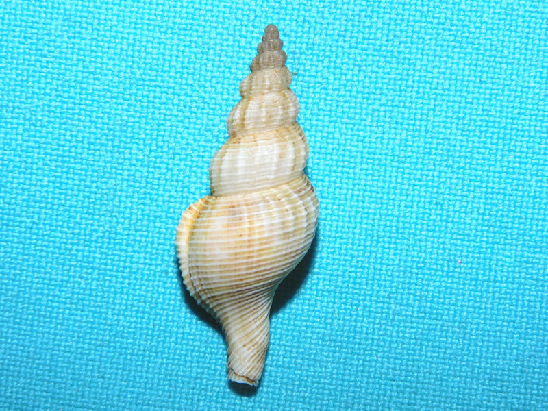 Phaenomenella angusta 1 ½” or 35.83mm. w/o Rare #16957 Phaenomenella angusta 1 ½” or 35.83mm. w/o Rare #16957