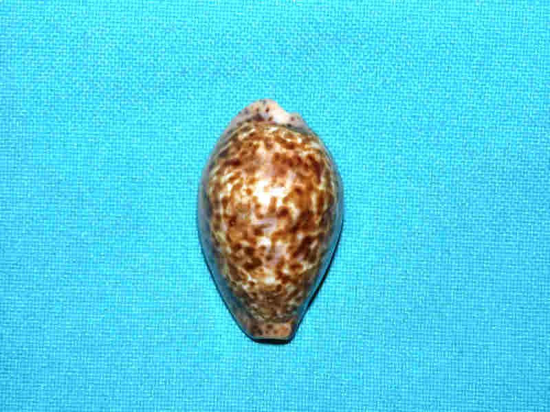 Pseudozonaria annetae 1 5/8” or 38.17mm. "Dark & Superb" LOT# 901285JB (image for) Pseudozonaria annetae 1 5/8” or 38.17mm. "Dark & Superb" LOT# 901285JB