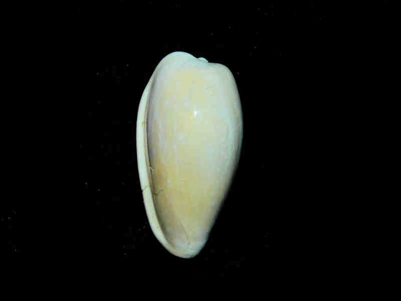 Bullata antiqua 1 5/8” or 40.99mm."Rare" Lot#17880 (image for) Bullata antiqua 1 5/8” or 40.99mm."Rare" Lot#17880