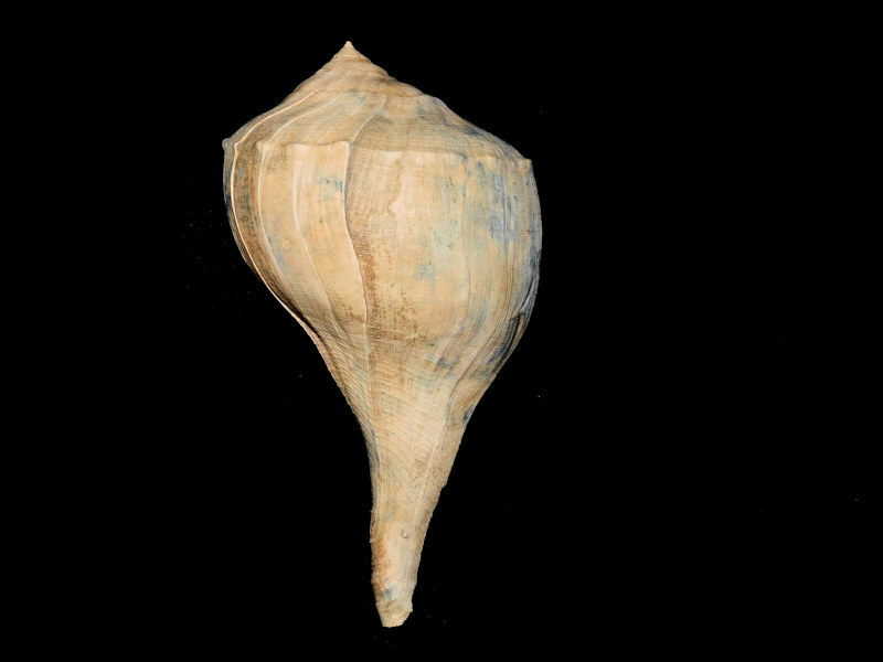 Sinistrofulgur contrarium 8 ¾” or 219.81mm. "Huge Superb"#700293 Sinistrofulgur contrarium 8 ¾” or 219.81mm. "Huge Superb"#700293