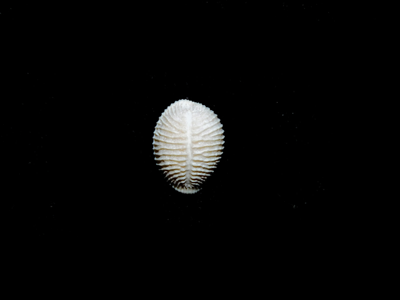 Pusula dalli 13.04mm. Apac Pit Superb #17299 Pusula dalli 13.04mm. Apac Pit Superb #17299