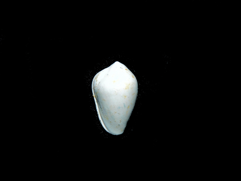 Prunum (Microspira) apalachee 14.42mm."Chipola" #900104 - Click Image to Close