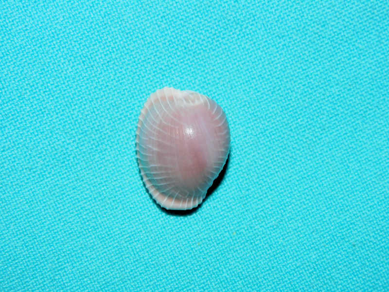 Trivia aperta 21.23mm. "Jeffreys Bay"#700637 Trivia aperta 21.23mm. "Jeffreys Bay"#700637