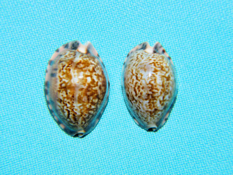 Pseudozonaria arabicula (2) 25.85mm & 24.02mm. "Panama"#700380 Pseudozonaria arabicula (2) 25.85mm & 24.02mm. "Panama"#700380