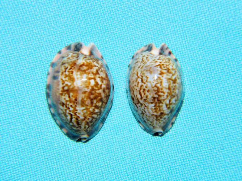 Pseudozonaria arabicula (2) 25.85mm & 24.02mm. "Panama"#700380