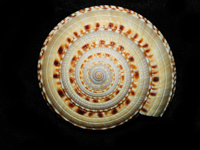 Architectonica maxima 2 5/8” or 65.57mm. "Just Lovely"#700453 Architectonica maxima 2 5/8” or 65.57mm. "Just Lovely"#700453