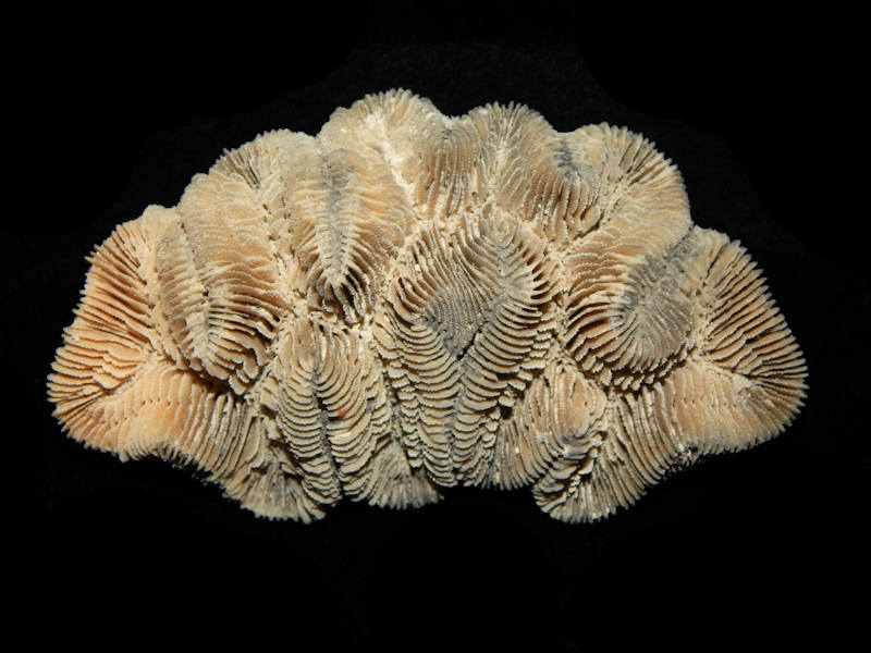 Manicina cf. areolata 4 1/4” -Golden Gate-Lot#15479 Manicina cf. areolata 4 1/4” -Golden Gate-Lot#15479