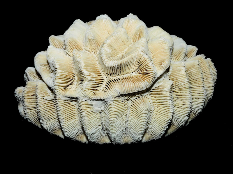 Manicina areolata 7 ¼” or 183.87mm."Superb Extinct"#16928