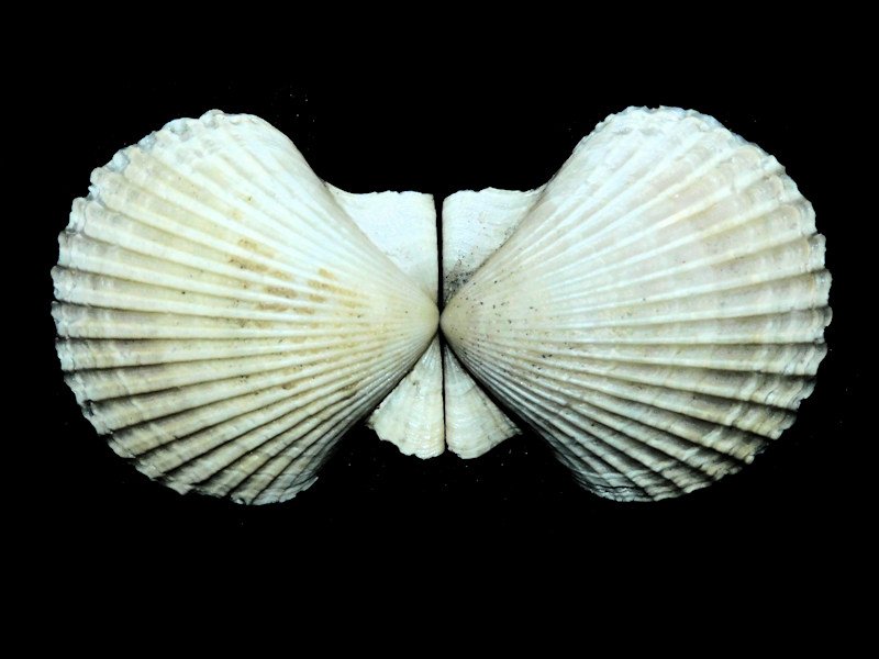 Argopecten evergladesensis 1 3/4” or 43.24mm.Superb#16962 Argopecten evergladesensis 1 3/4” or 43.24mm.Superb#16962