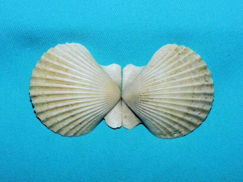 Argopecten evergladesensis 1 3/4” or 46.40mm.Superb! #16878