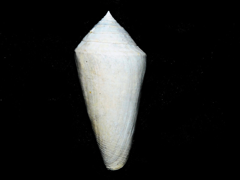 Contraconus arlinei 3 3/4" or 95.41mm.Superb Rare 400034 Contraconus arlinei 3 3/4" or 95.41mm.Superb Rare 400034