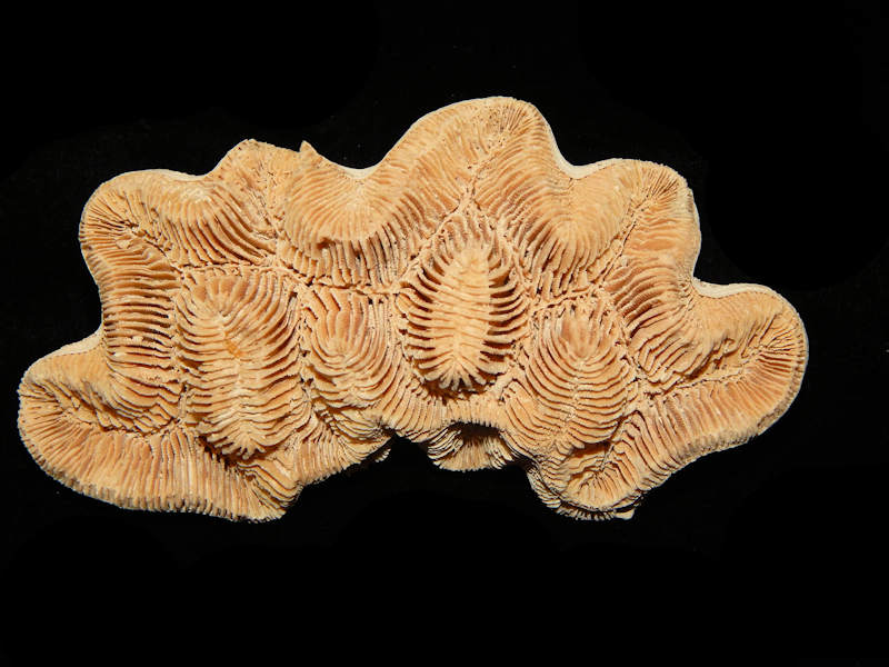 Manicina cf. areolata 5” -Golden Gate Gorgeous-Lot#14650 Manicina cf. areolata 5” -Golden Gate Gorgeous-Lot#14650