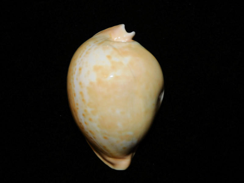 Umbilia armeniaca 3 ¾” or 95.92mm. "Port Lincoln"#700210 Umbilia armeniaca 3 ¾” or 95.92mm. "Port Lincoln"#700210