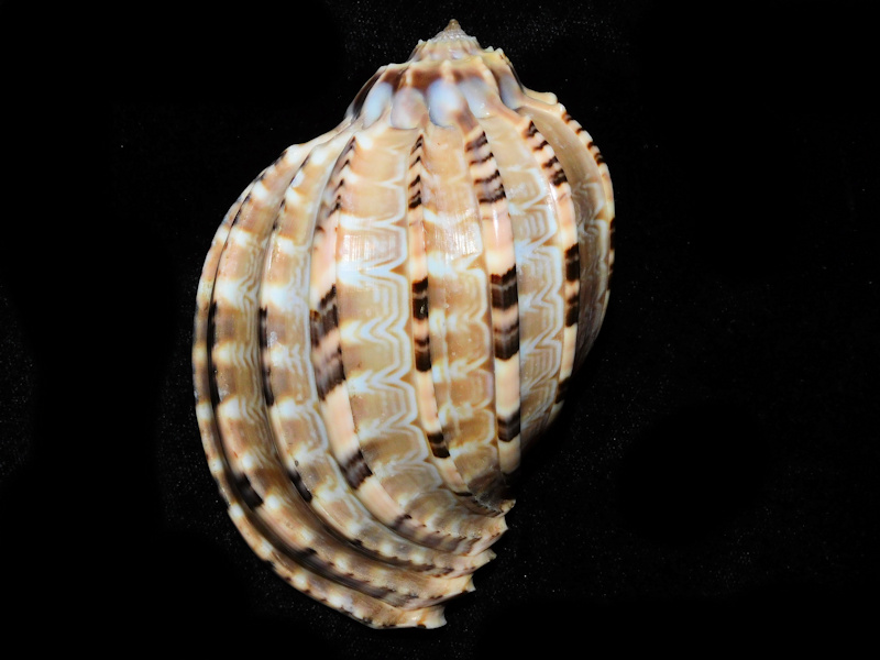 Harpa articularis 3 ¾” or 95.49mm."Beautiful" #700092 - Click Image to Close