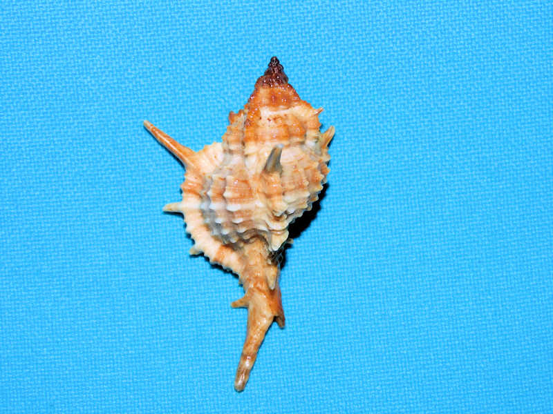 Siratus articulatus 1 5/8” or 40.88mm."Puerto Rico"#17685 - Click Image to Close