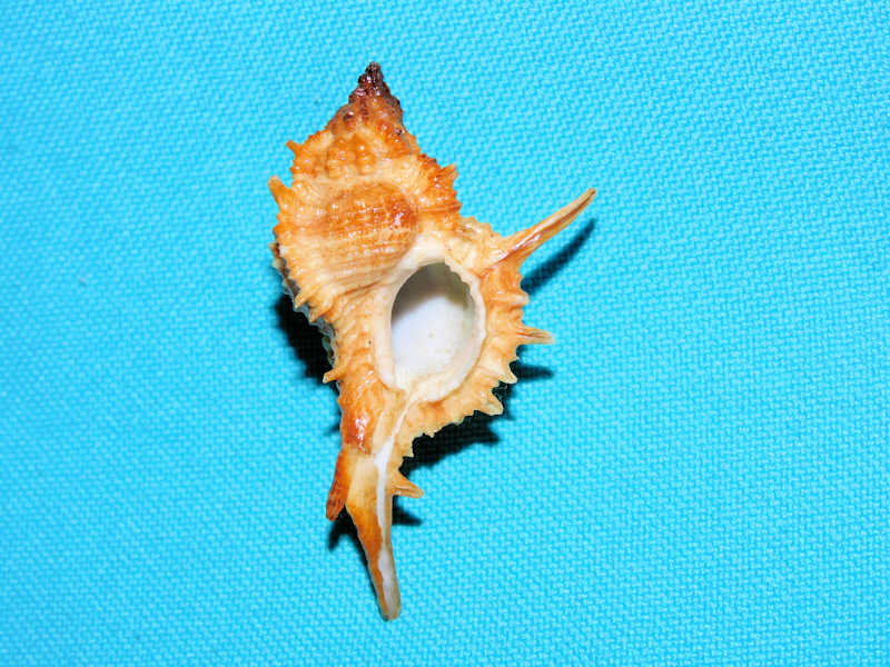 Siratus articulatus 1 5/8” or 40.88mm."Puerto Rico"#17685 - Click Image to Close