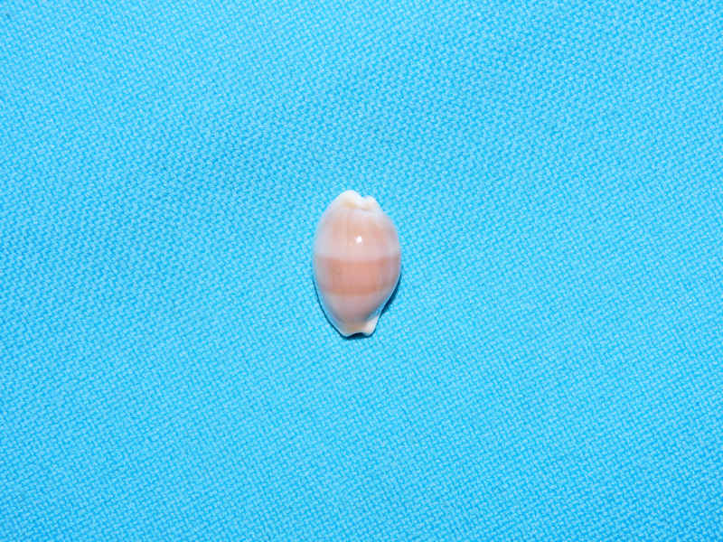 Palmadusta artufelli 15.30mm."Japan"#700928 Palmadusta artufelli 15.30mm."Japan"#700928