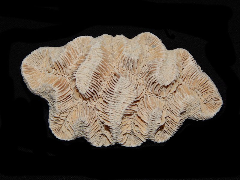 Manicina areolata 4 3/4" "Fossil Variant"--Lot # 10029 Manicina areolata 4 3/4" "Fossil Variant"--Lot # 10029