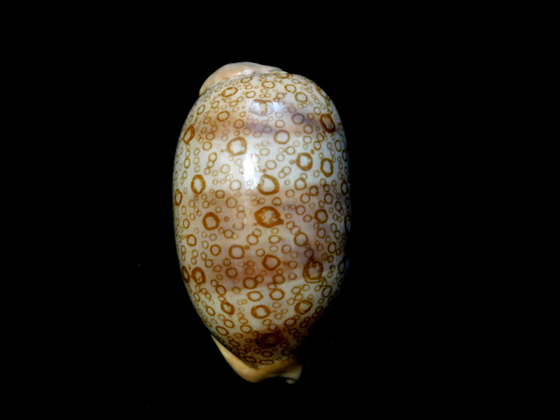 Arestorides argus 2 ¾” or 69.23mm."Philippines" #700206 Arestorides argus 2 ¾” or 69.23mm."Philippines" #700206