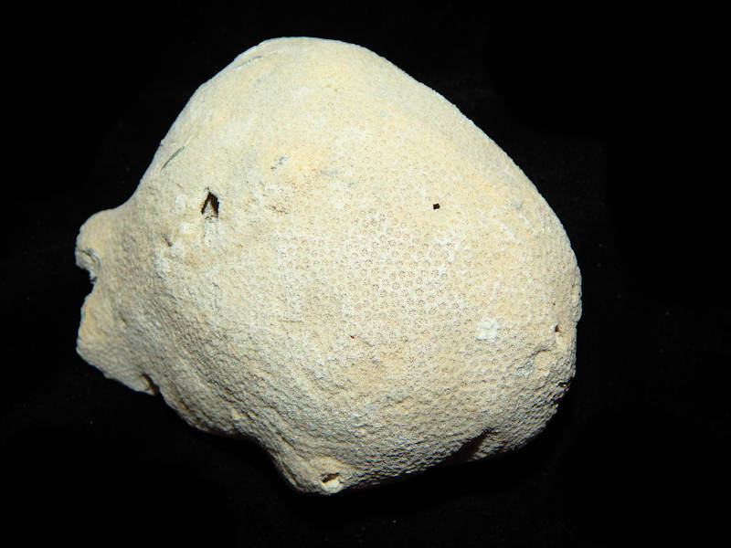 Porites astreoides 4 5/8” -Large Golden Gate Coral-Lot#16605 Porites astreoides 4 5/8” -Large Golden Gate Coral-Lot#16605