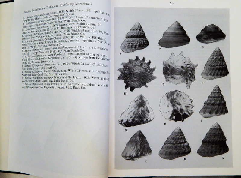 ATLAS OF FLORIDA FOSSIL SHELLS BY PETUCH LOT#16523-"SALE" - Click Image to Close