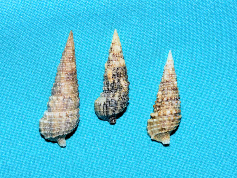 Cerithium (Thericium) atratum(3) 46.93mm,38.91mm, 38.33mm.#17295 Cerithium (Thericium) atratum(3) 46.93mm,38.91mm, 38.33mm.#17295