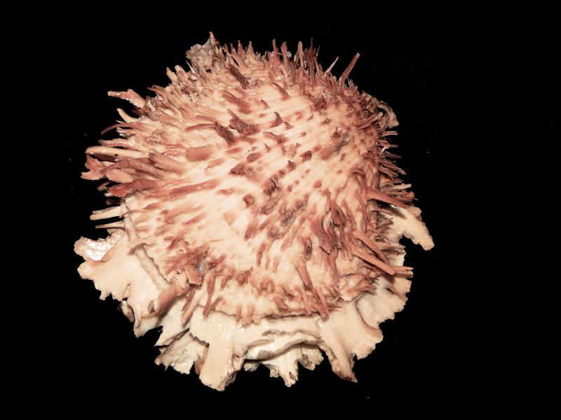 Spondylus americanus f. aurispinae 4 1/8” -Gulf Of Mex-Lot#12097 Spondylus americanus f. aurispinae 4 1/8” -Gulf Of Mex-Lot#12097
