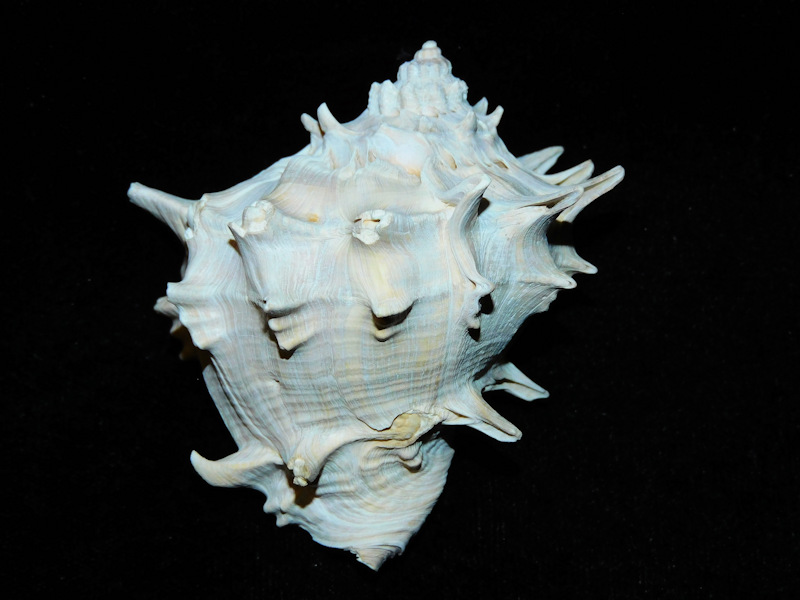 Melongena subcoronata 2 5/8” or 62.95mm. Multi spines #17664 - Click Image to Close