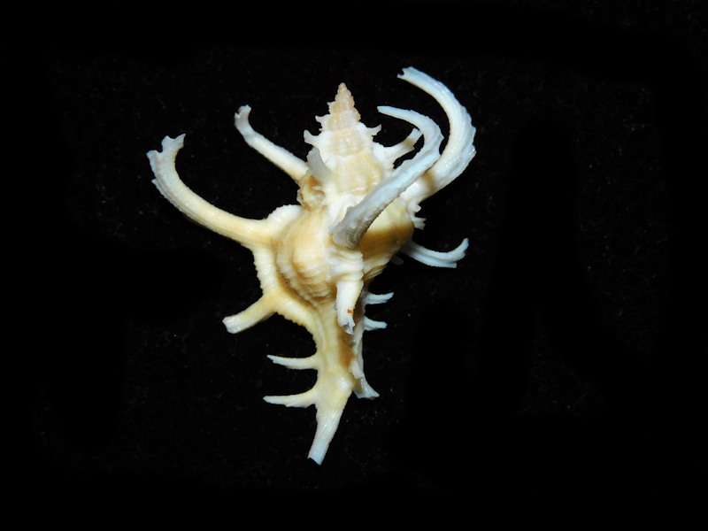 Chicoreus axicornis 1 5/8” & 38.67mm. w/o "Lovely"#700199 Chicoreus axicornis 1 5/8” & 38.67mm. w/o "Lovely"#700199