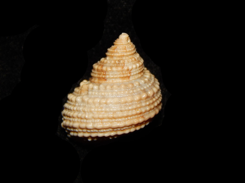 Turbo castanea f. ayersi 19.48mm.-Ultra Superb-Lot#14219 Turbo castanea f. ayersi 19.48mm.-Ultra Superb-Lot#14219
