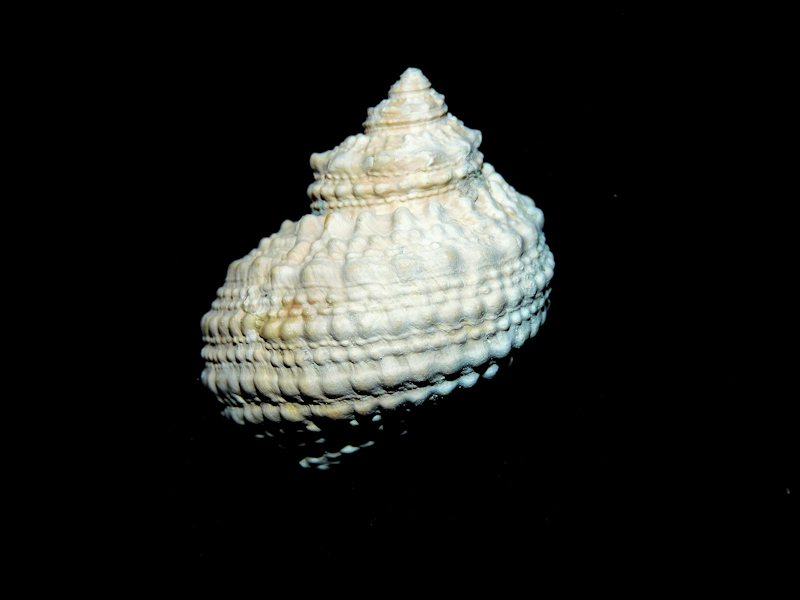 Turbo castanea f. ayersi 1 3/8" & 32.95 mm."Superb Fossil"#17325 Turbo castanea f. ayersi 1 3/8" & 32.95 mm."Superb Fossil"#17325