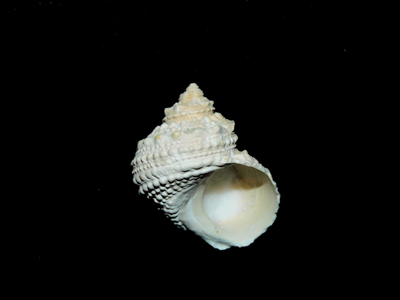 Turbo castanea f. ayersi 1 3/8" & 32.95 mm."Superb Fossil"#17325 - Click Image to Close