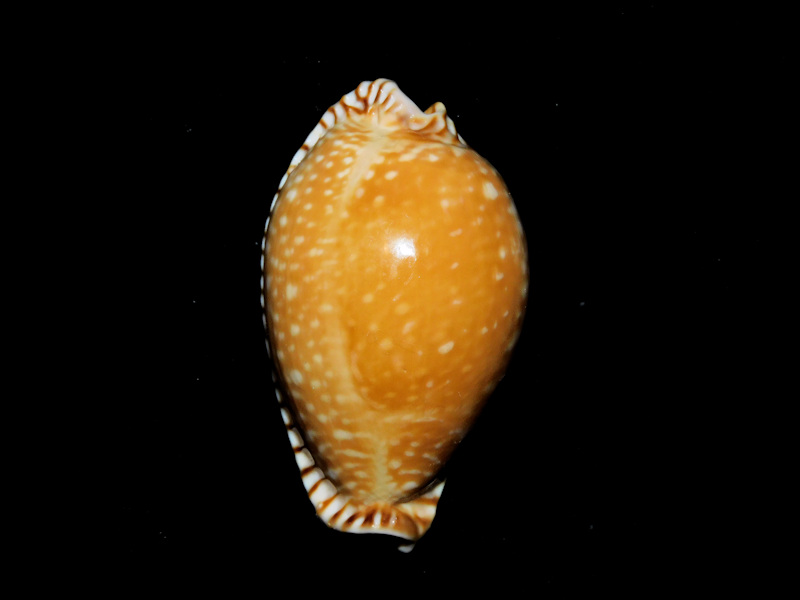 Perisserosa guttata azumai 2” or 49.51mm. "China" #700232