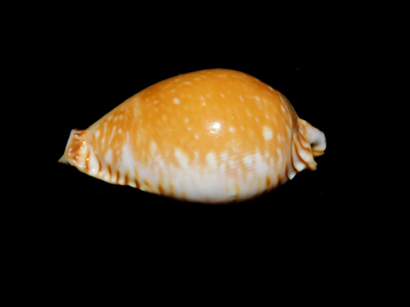 Perisserosa guttata azumai 2” or 49.51mm. "China" #700232 - Click Image to Close