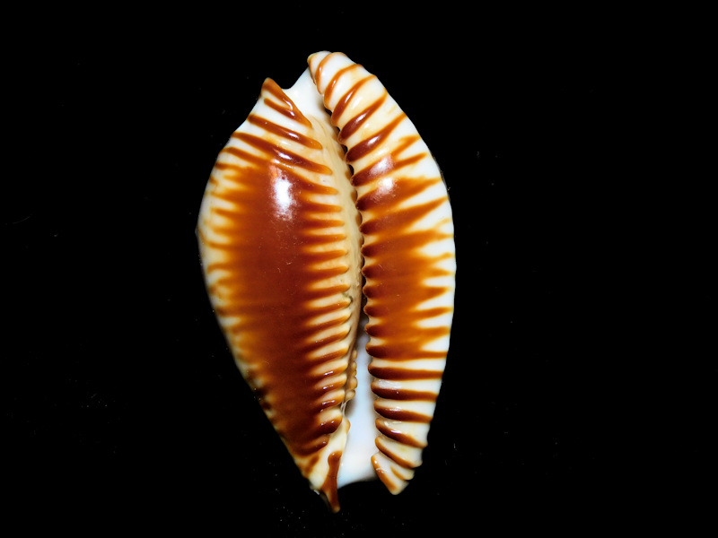 Perisserosa guttata azumai 2” or 49.51mm. "China" #700232 - Click Image to Close