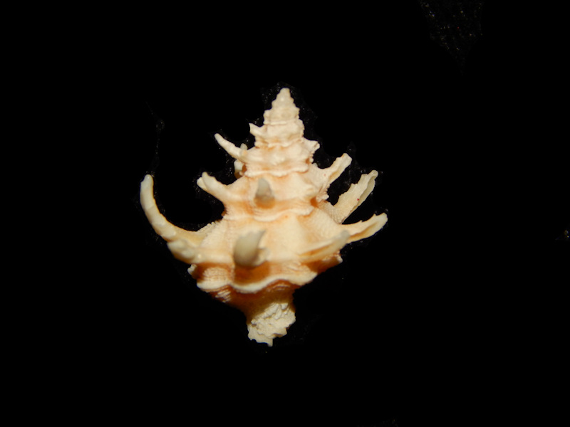 Babelomurex (Laevilatiaxis) cristatus -Deep Water -Lot#13699 Babelomurex (Laevilatiaxis) cristatus -Deep Water -Lot#13699