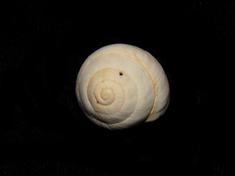 Sphincterochila baetica-Land Snail From Spain-Lot # 10573