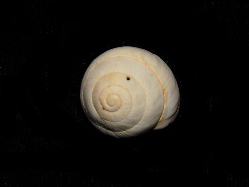 Sphincterochila baetica-Land Snail From Spain-Lot # 10573 Sphincterochila baetica-Land Snail From Spain-Lot # 10573