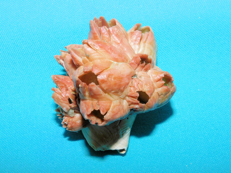 Strombus fruitvillensis w Balanus sp.2 ¼” or 55.18mm.#900017 Strombus fruitvillensis w Balanus sp.2 ¼” or 55.18mm.#900017