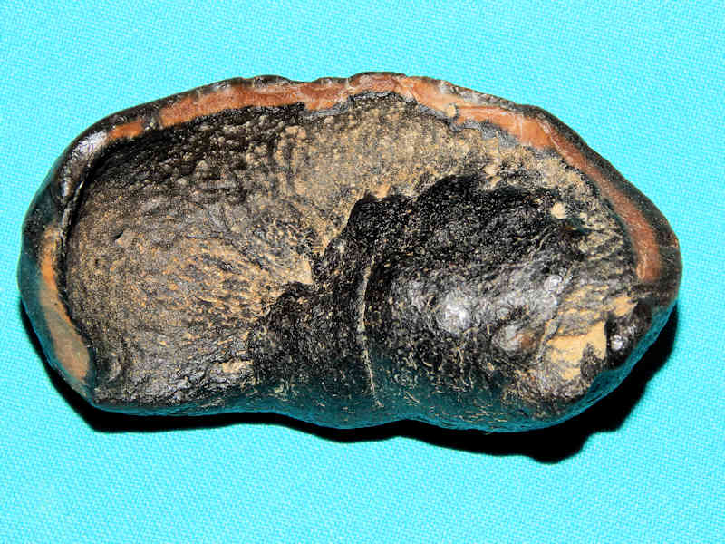 Cetacean Whale Ear Bone 3 ¾”-Fossil Miocene VA-Lot#16237