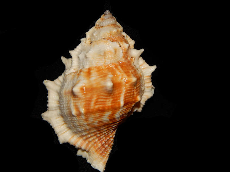 Bufonaria (Bufonaria) rana 3 ½” -Bali-Lot#11510 Bufonaria (Bufonaria) rana 3 ½” -Bali-Lot#11510
