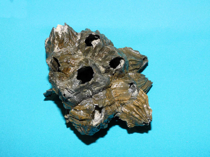 Balanus newburnensis 4 5/8” or 113.49mm."Superb Cluster"#800193